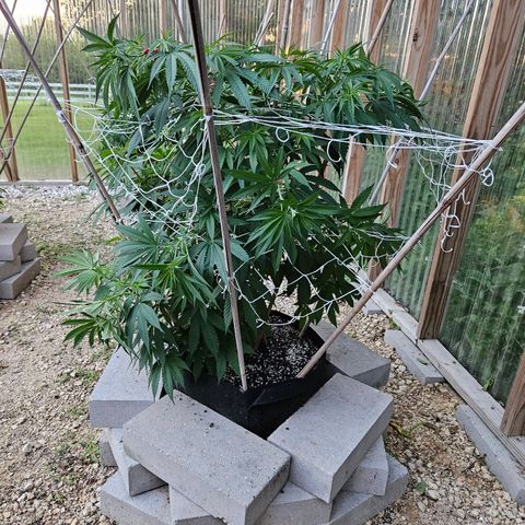 Cannatonic growlog timeline photo
