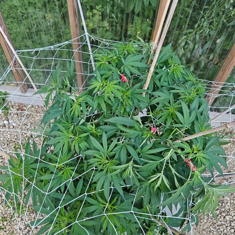 Cannatonic growlog timeline photo