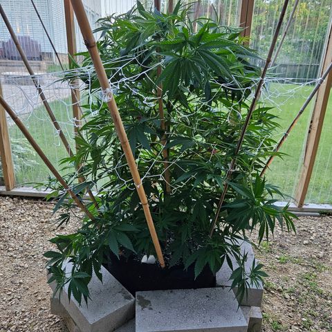 Harlequin growlog photo: After some super cropping!