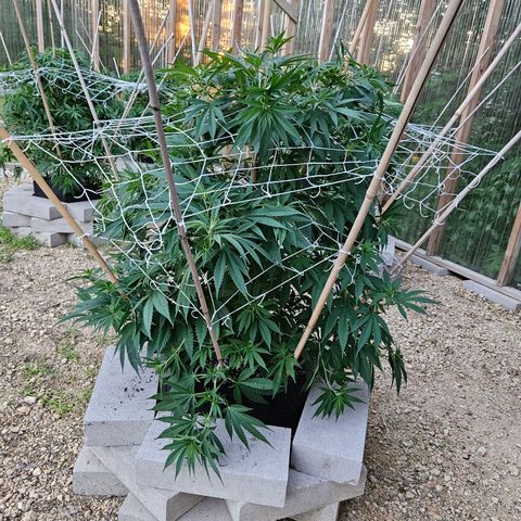 Harlequin growlog photo: After some super cropping!