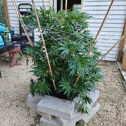 Harlequin growlog photo: After some super cropping!