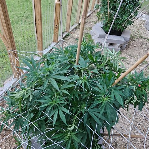 Harlequin growlog timeline photo