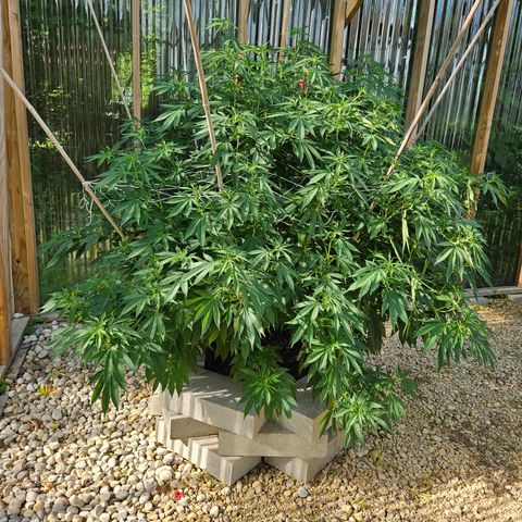Blueberry growlog timeline photo