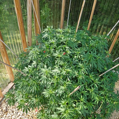 Blueberry growlog timeline photo