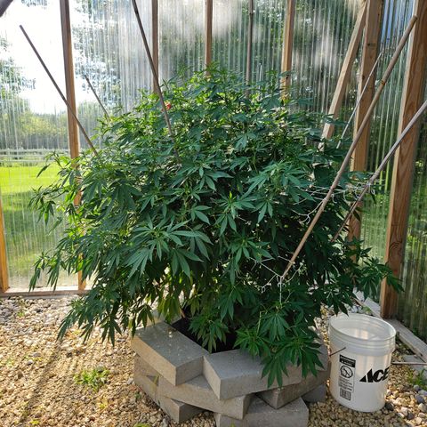 Blueberry growlog photo: It's been a while...
But it's defoliation time! 
The before!!