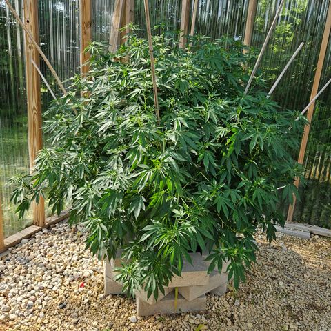 Blueberry growlog timeline photo