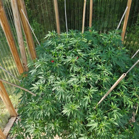 Blueberry growlog timeline photo