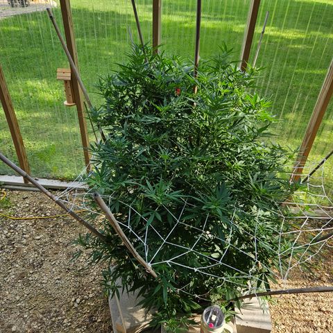 Blue Dream growlog timeline photo