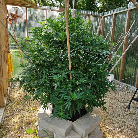 Blue Dream growlog timeline photo