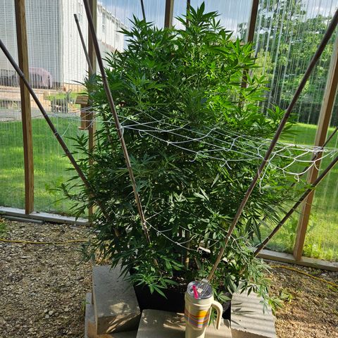 Blue Dream growlog photo: It's been a while...
But it's defoliation time! 
The before!!