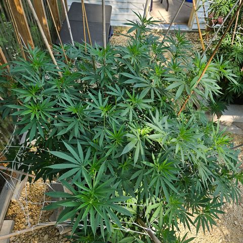 Cannatonic growlog photo: It's been a while...
But it's defoliation time! 
The before!!