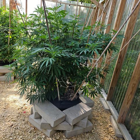 Cannatonic growlog photo: It's been a while...
But it's defoliation time! 
The before!!