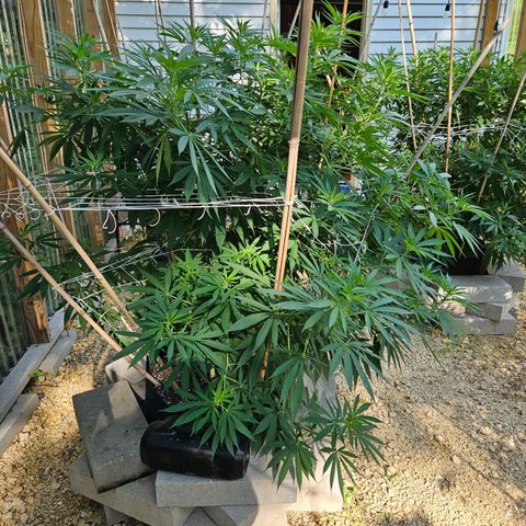 Cannatonic growlog photo: It's been a while...
But it's defoliation time! 
The before!!