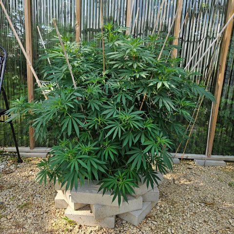 Cannatonic growlog photo: It's been a while...
But it's defoliation time! 
The before!!