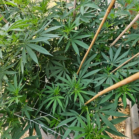 Cannatonic growlog timeline photo