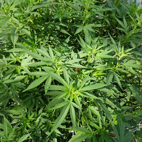 Blueberry growlog timeline photo