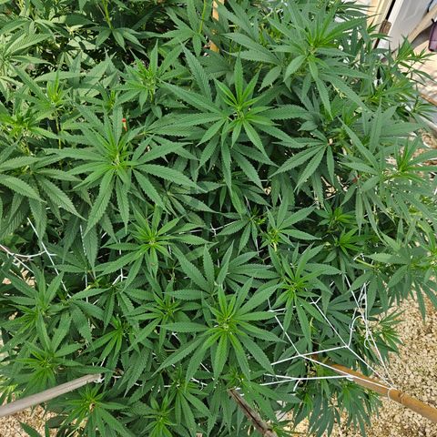 Harlequin growlog timeline photo