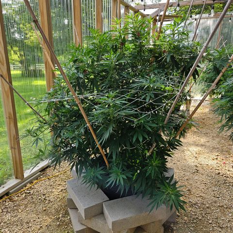 Harlequin growlog timeline photo