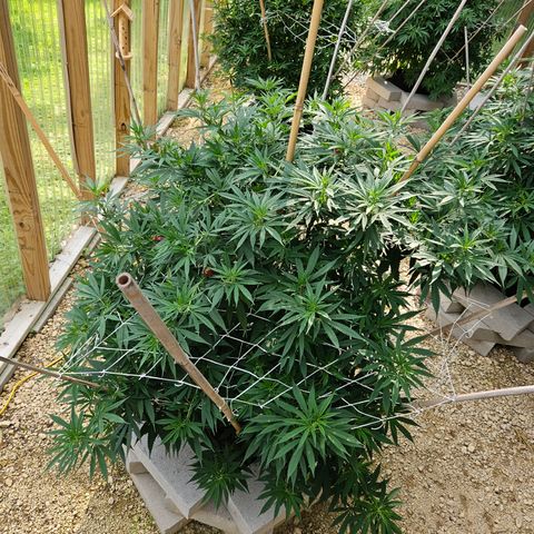 Harlequin growlog timeline photo