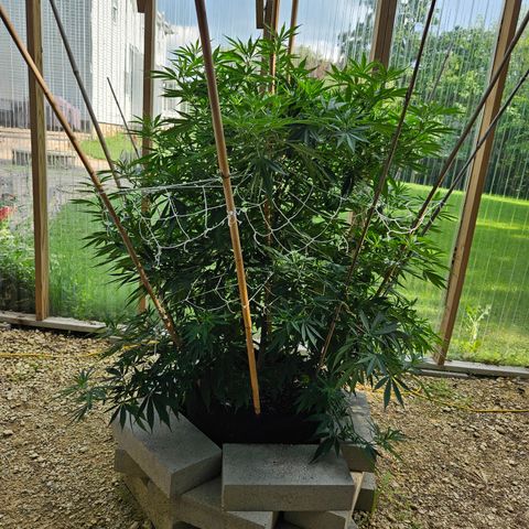 Harlequin growlog timeline photo