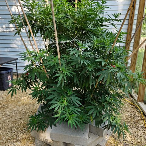 Harlequin growlog photo: It's been a while...
But it's defoliation time! 
The before!!
