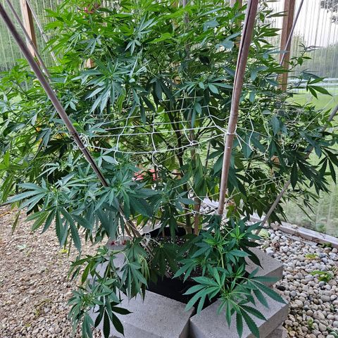 Blueberry growlog timeline photo