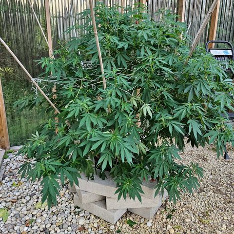 Blueberry growlog timeline photo