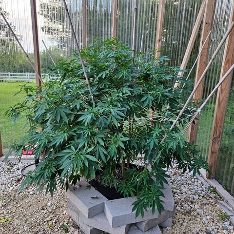 Blueberry growlog photo: After foliation!!