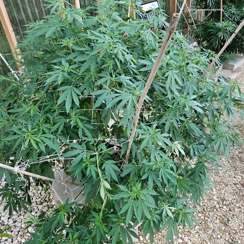 Blueberry growlog timeline photo