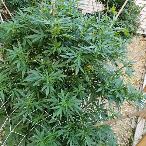 Blue Dream growlog timeline photo