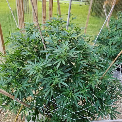 Blue Dream growlog timeline photo