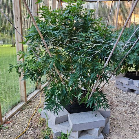 Blue Dream growlog photo: About half way done! 😅