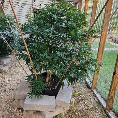 Blue Dream growlog photo: About half way done! 😅
