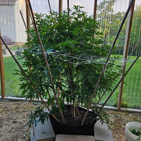Blue Dream growlog photo: About half way done! 😅