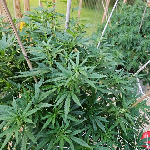 Blue Dream growlog timeline photo