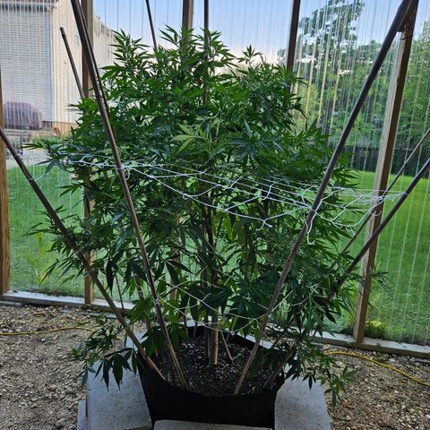 Blue Dream growlog photo: She is finally defoliated!! 😅😍🫶🥰
Some look like they aren't going to make it ... 😥
We will see!! 🤞😃