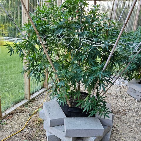 Blue Dream growlog photo: She is finally defoliated!! 😅😍🫶🥰
Some look like they aren't going to make it ... 😥
We will see!! 🤞😃