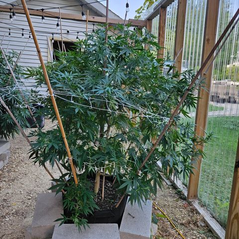 Blue Dream growlog photo: She is finally defoliated!! 😅😍🫶🥰
Some look like they aren't going to make it ... 😥
We will see!! 🤞😃