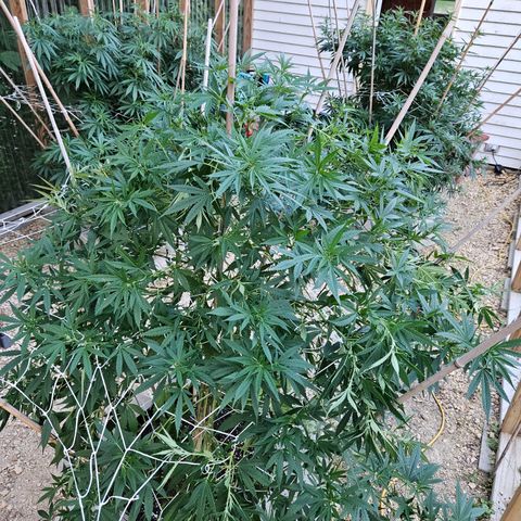 Blue Dream growlog photo: She is finally defoliated!! 😅😍🫶🥰
Some look like they aren't going to make it ... 😥
We will see!! 🤞😃