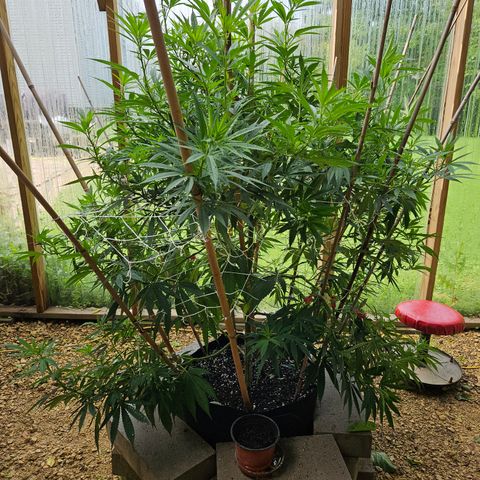 Harlequin growlog timeline photo