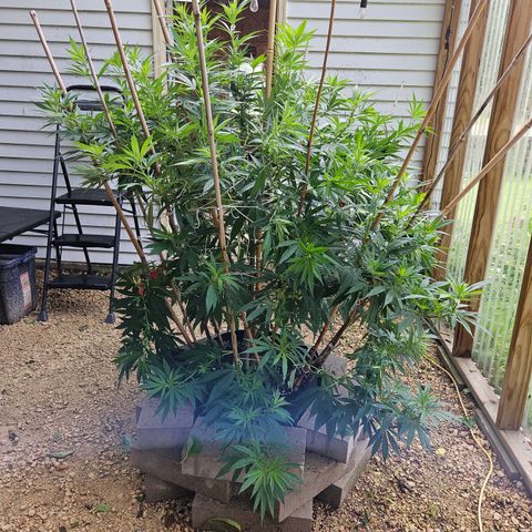 Harlequin growlog timeline photo