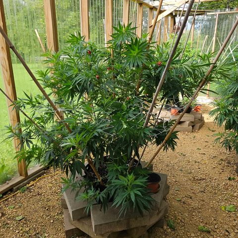 Harlequin growlog photo: And some more low stress training! 😍🥰