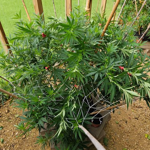 Harlequin growlog timeline photo