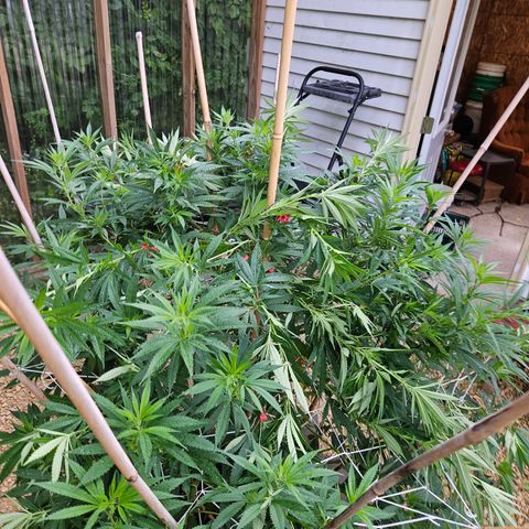 Harlequin growlog timeline photo