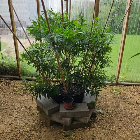 Harlequin growlog timeline photo