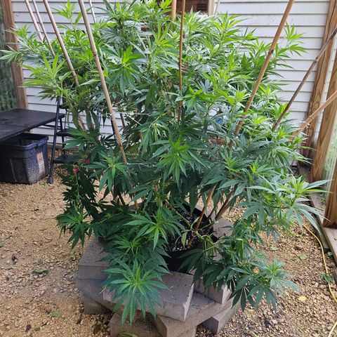 Harlequin growlog timeline photo