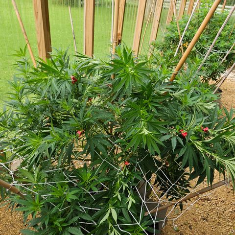Harlequin growlog timeline photo