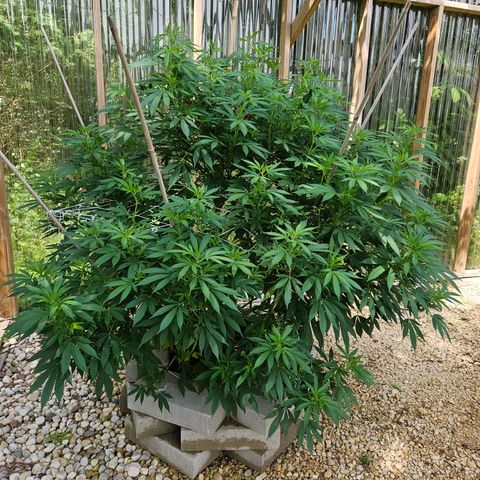 Blueberry growlog timeline photo
