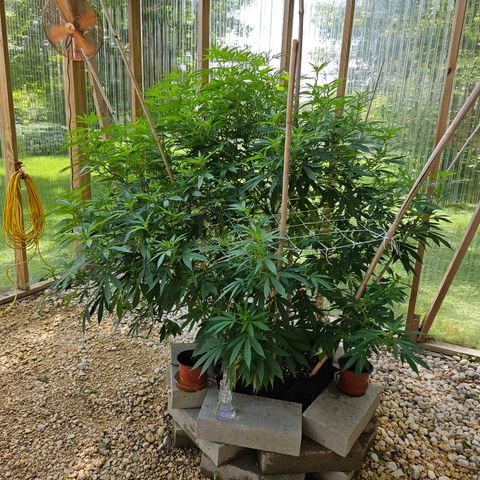 Blueberry growlog photo: Before some LST!