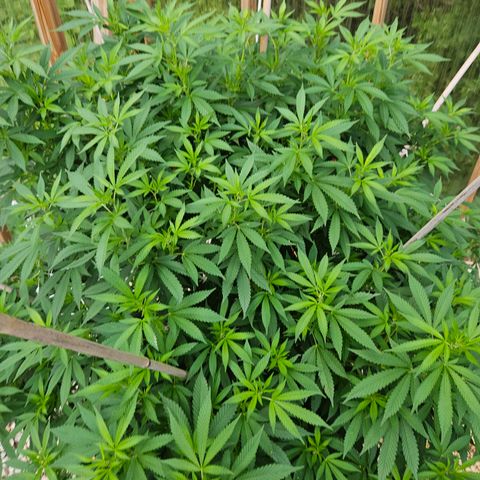 Blueberry growlog timeline photo